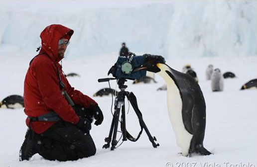 17 سال پژوهش در زندگی پنگوئن ها در قطب جنوب